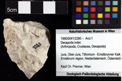 Foto (Objket + Etiketten) von Decapoda indet. 